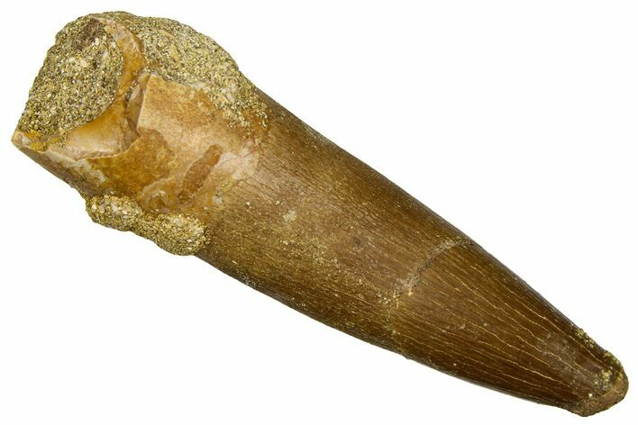 Fossil Plesiosaur (Zarafasaura) Tooth - Morocco #369989